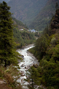 Scenic view of river amidst trees in forest