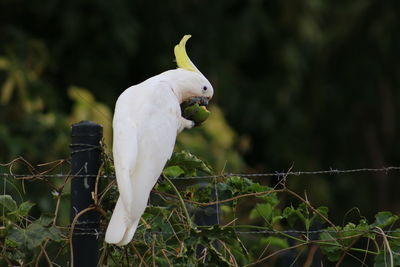 Bird perching on a plant