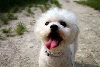 Close-up portrait of dog