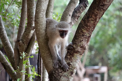 Monkey sitting on tree trunk