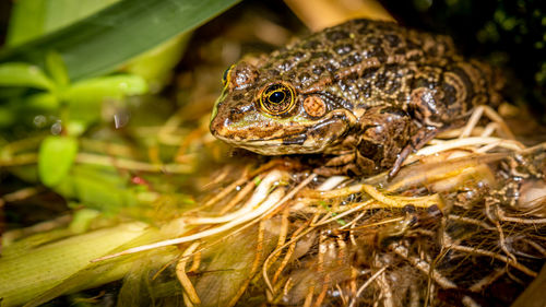 One pool frog is sitting on leaf. pelophylax lessonae. european frog. 