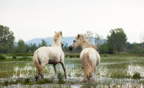 Horses drinking water