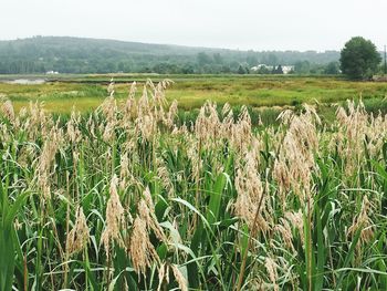 Crops growing on field against sky