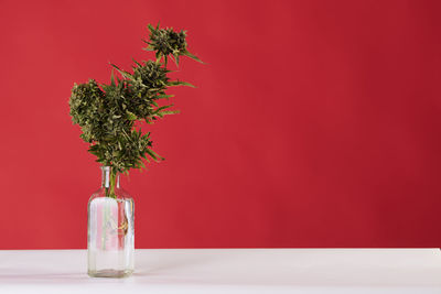 Close-up of potted plant on table