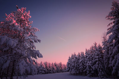 Snow covered trees against sky during sunset