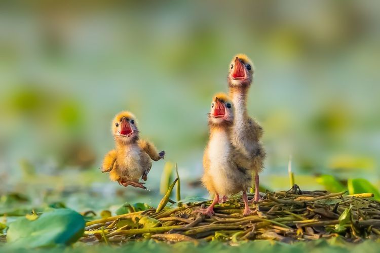 animal themes, animal, young animal, bird, group of animals, nature, wildlife, young bird, animal wildlife, no people, mammal, selective focus, animal family, baby chicken, close-up, cute, chicken, two animals, outdoors, beak, day, plant, focus on foreground