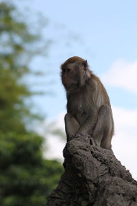 Low angle view of monkey on tree against sky