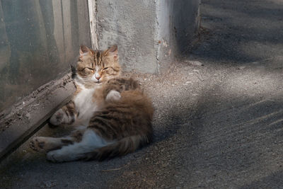 Portrait of cat sitting outdoors