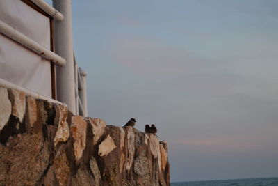 Low angle view of bird perching on shore against sky