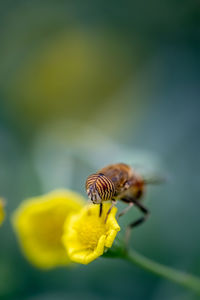 Close-up of insect on yellow flower