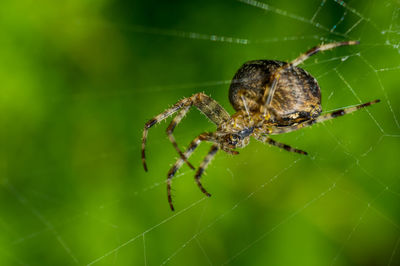 Close-up of spider on web