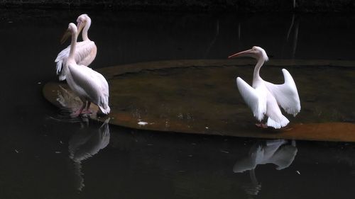 White swan swimming in lake