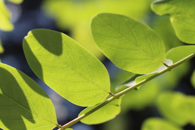 Close-up of leaves