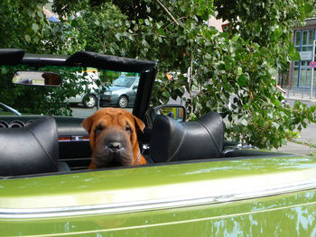 Shar-pei in car on street by tree