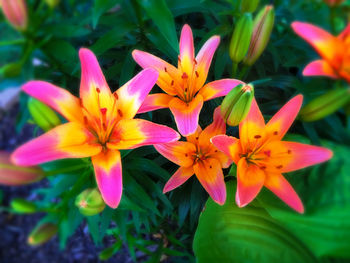 Close-up of yellow flower