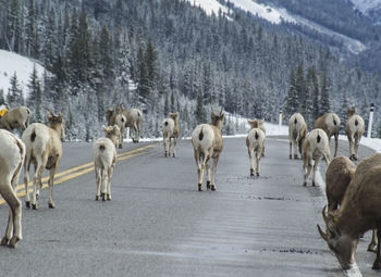 Deer walking on road during winter