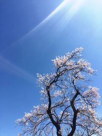 Low angle view of tree against blue sky