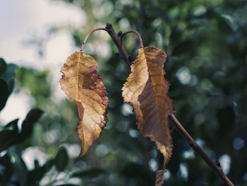 Close-up of dried leaves on plant