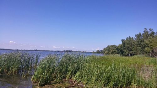 Scenic view of sea against clear sky