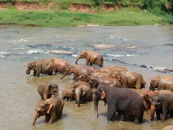 Horses in water