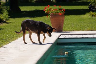 Dog by swimming pool