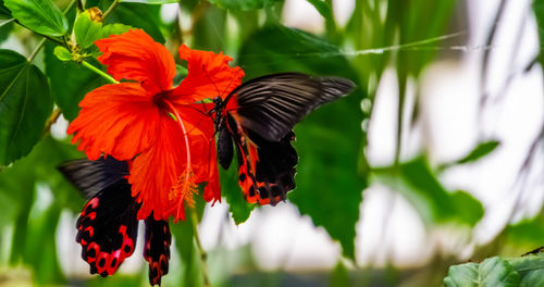 Close-up of butterfly pollinating on red flower