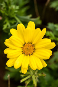 Close-up of yellow flower blooming outdoors