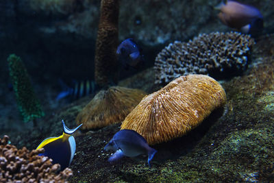 Close-up of fish in water