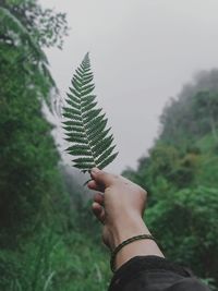 Close-up of hand holding plant