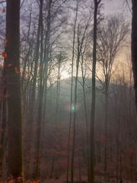 Bare trees in forest during sunset