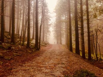 Trees in forest