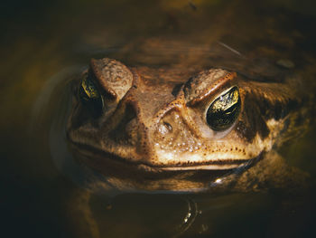 Close-up of frog in water