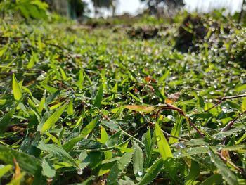 Close-up of raindrops on grass