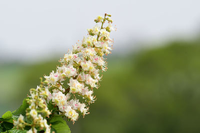 Close-up of pink flowering plant