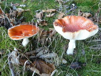 Close-up of fly agaric mushroom