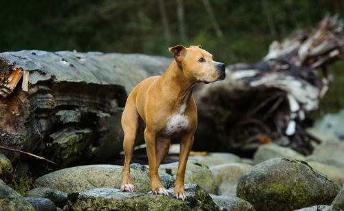 Brown dog standing on rock in forest