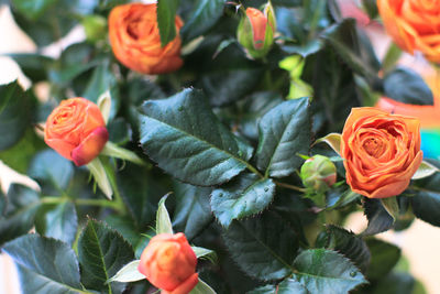 Close-up of red roses