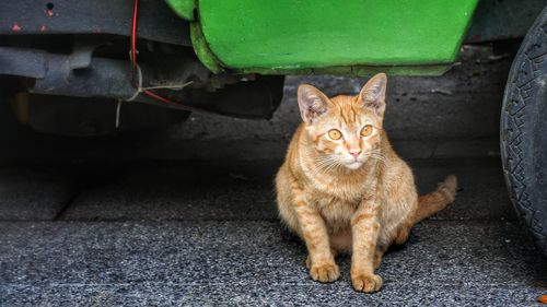 Portrait of cat