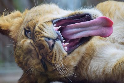 Close-up portrait of tiger sticking out tongue