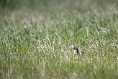 Bird on field