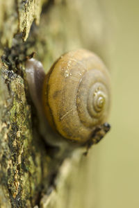 Close-up of snail on leaf