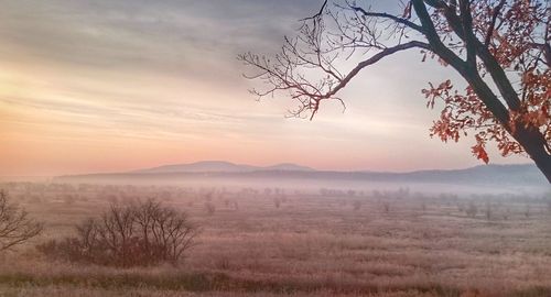 Scenic view of forest against sky