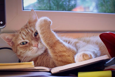 Portrait of a cat relaxing on book at home