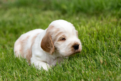 Close-up of puppy on grass field
