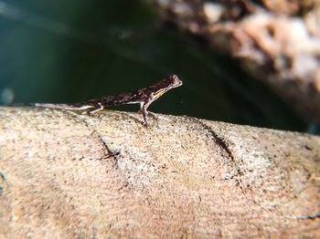 Close-up of lizard