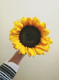 Close-up of sunflower against white background