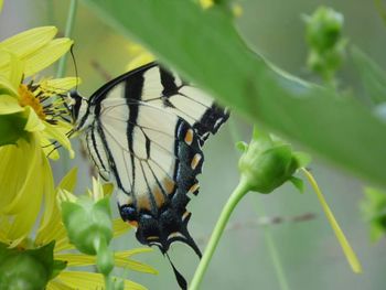 Close-up of butterfly on plant