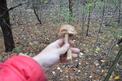 Midsection of person holding umbrella in forest