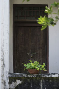 Potted plant against window of building