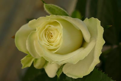 Close-up of rose bouquet